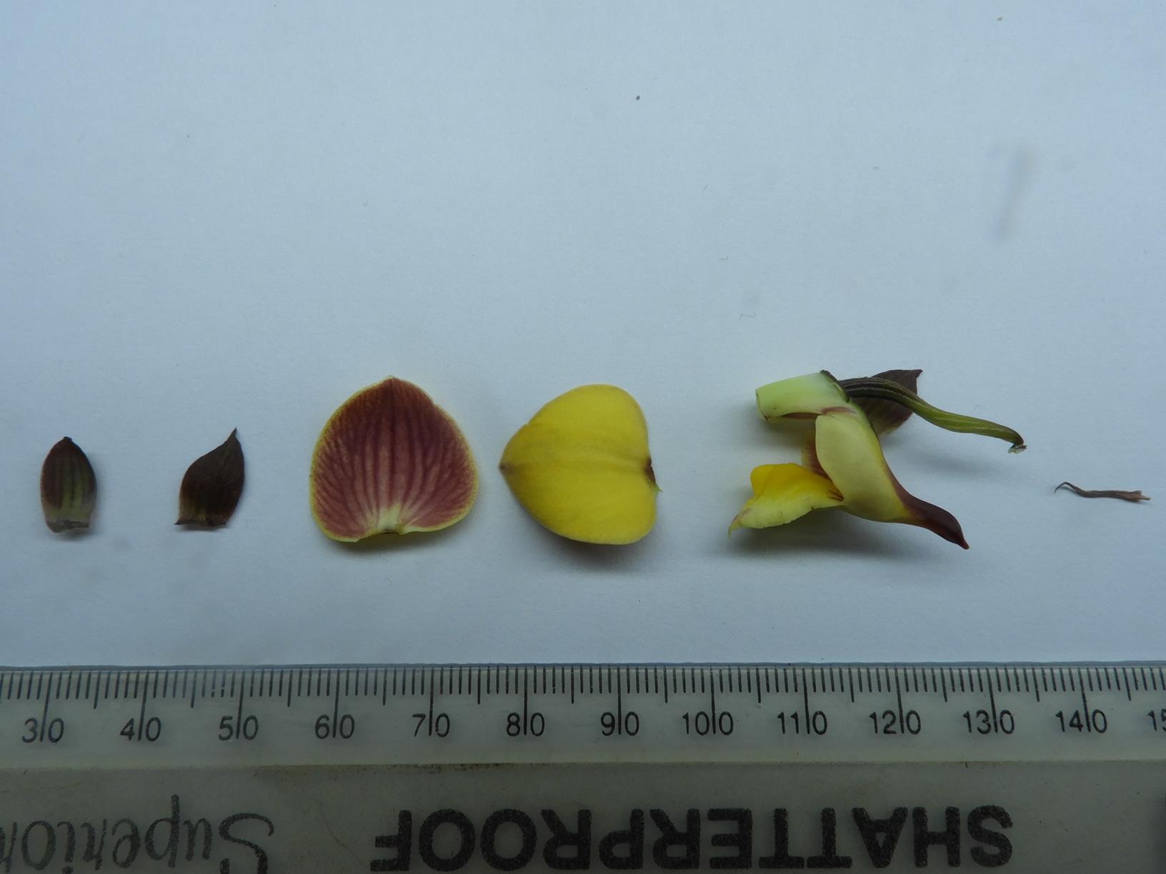 Eulophia orthoplectra