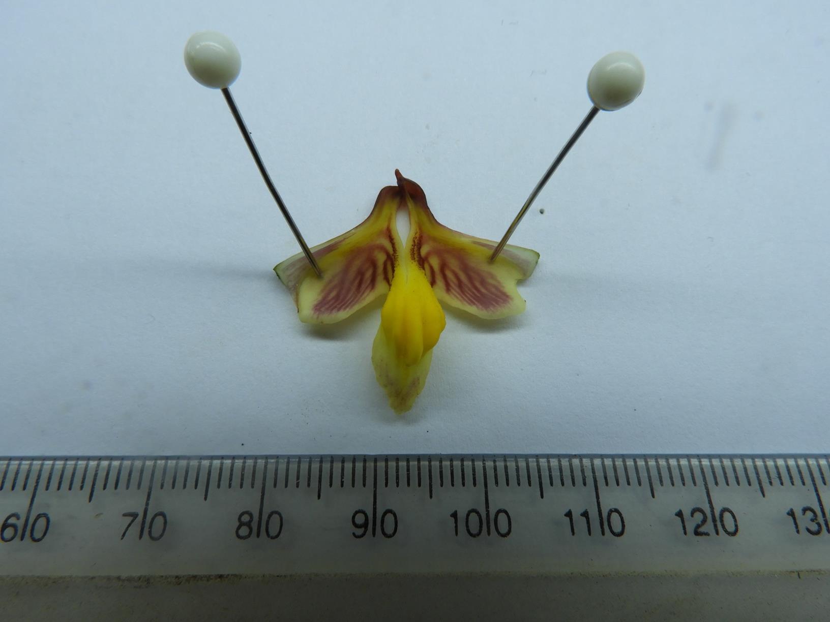 Eulophia orthoplectra