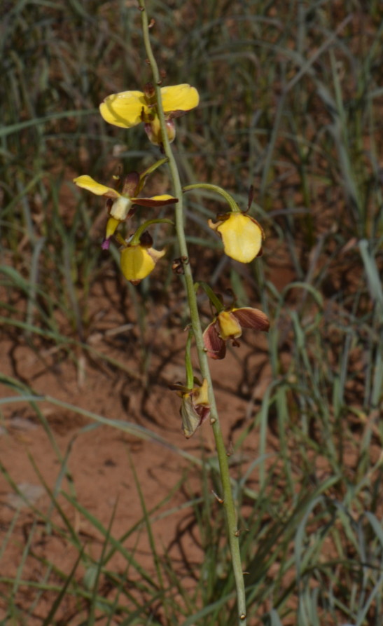 Eulophia schweinfurthii Eulophia schweinfurthii