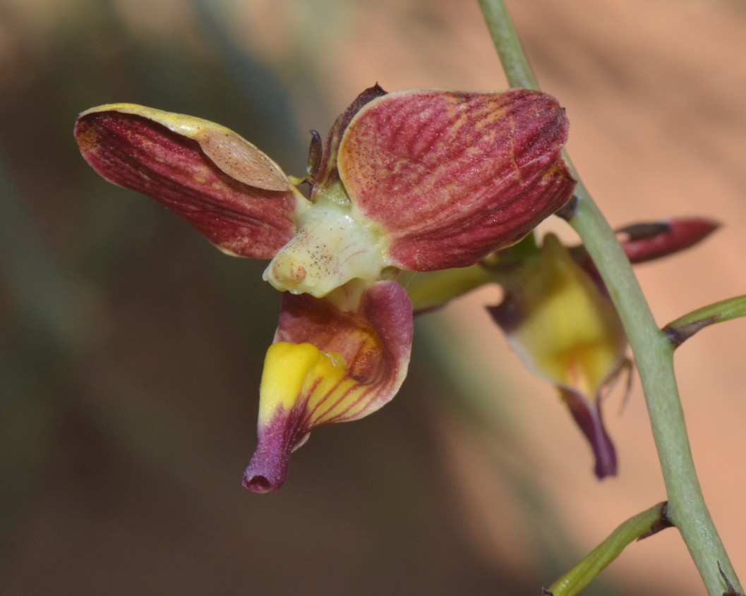 Eulophia schweinfurthii Eulophia schweinfurthii
