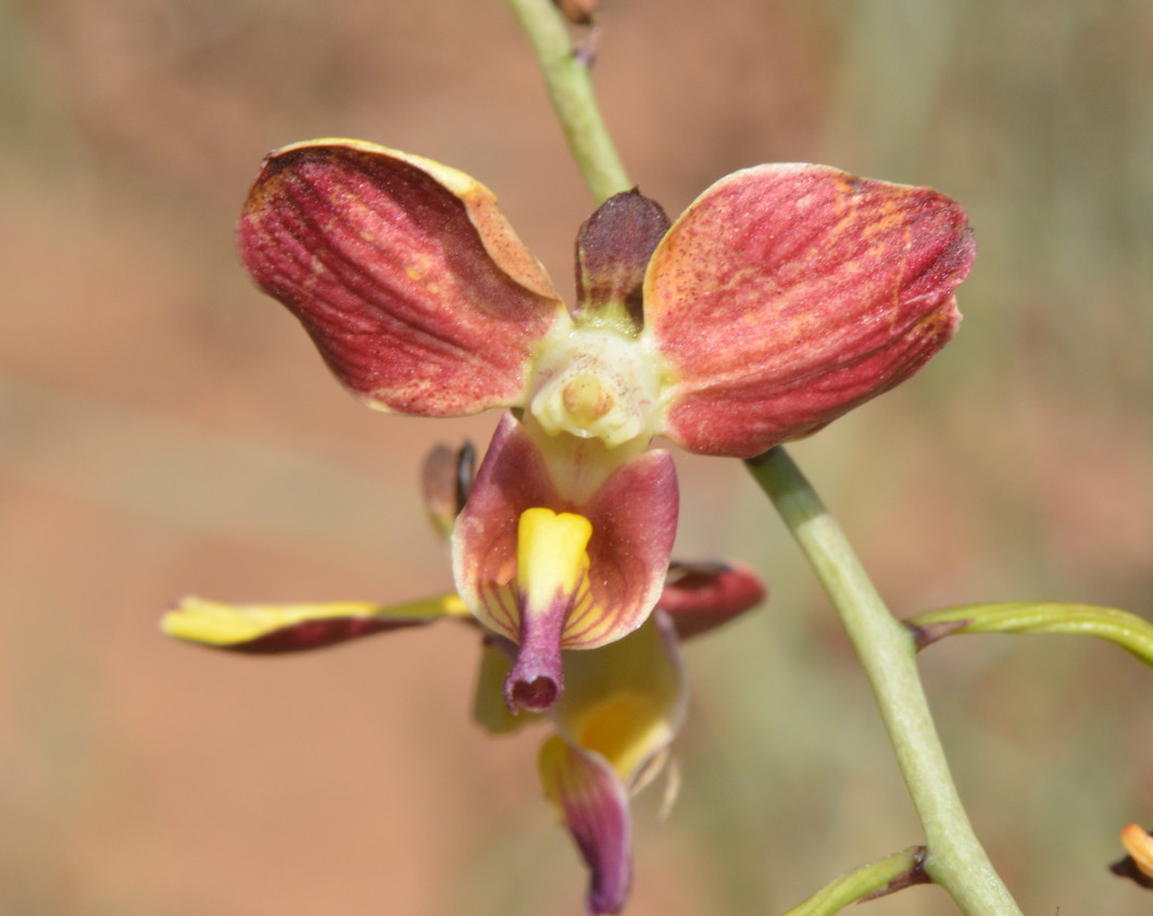 Eulophia schweinfurthii Eulophia schweinfurthii