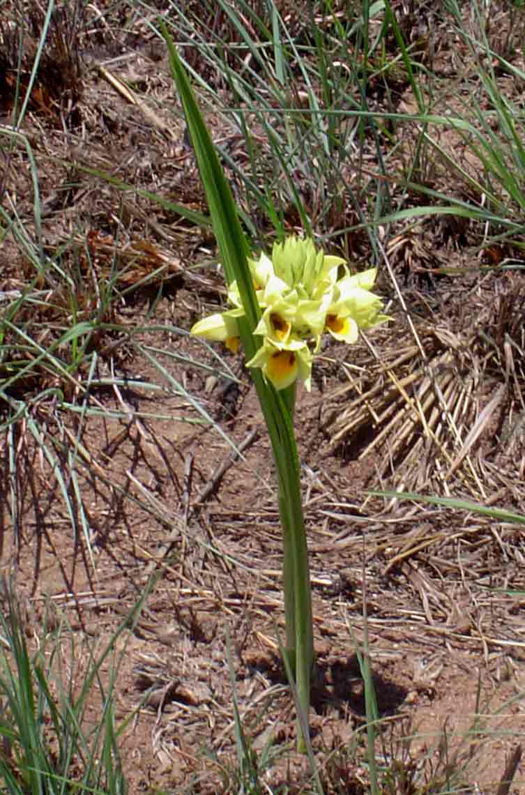 Orthochilus mechowii