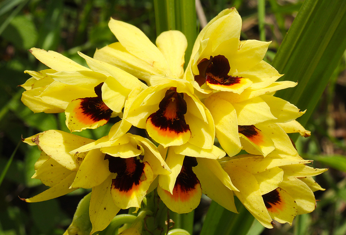 Orthochilus mechowii