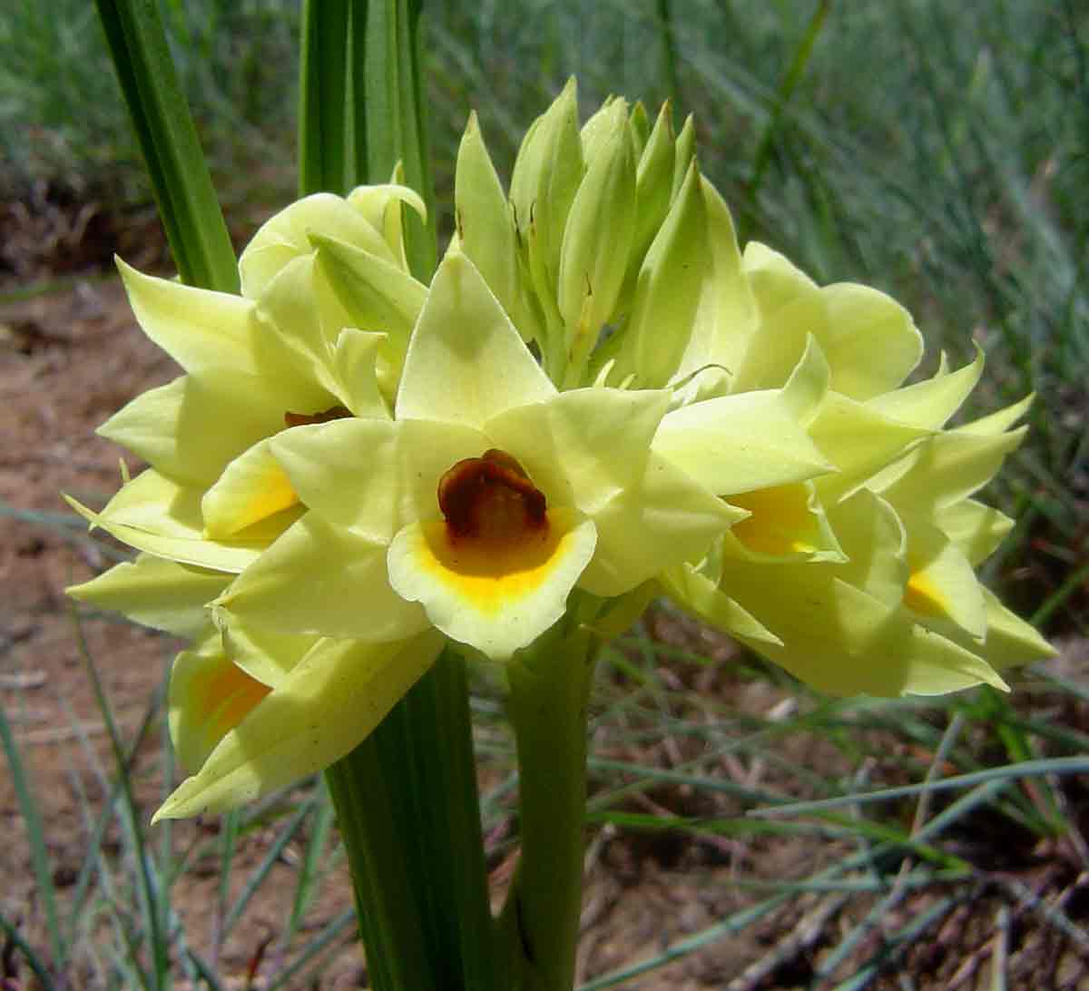 Orthochilus mechowii