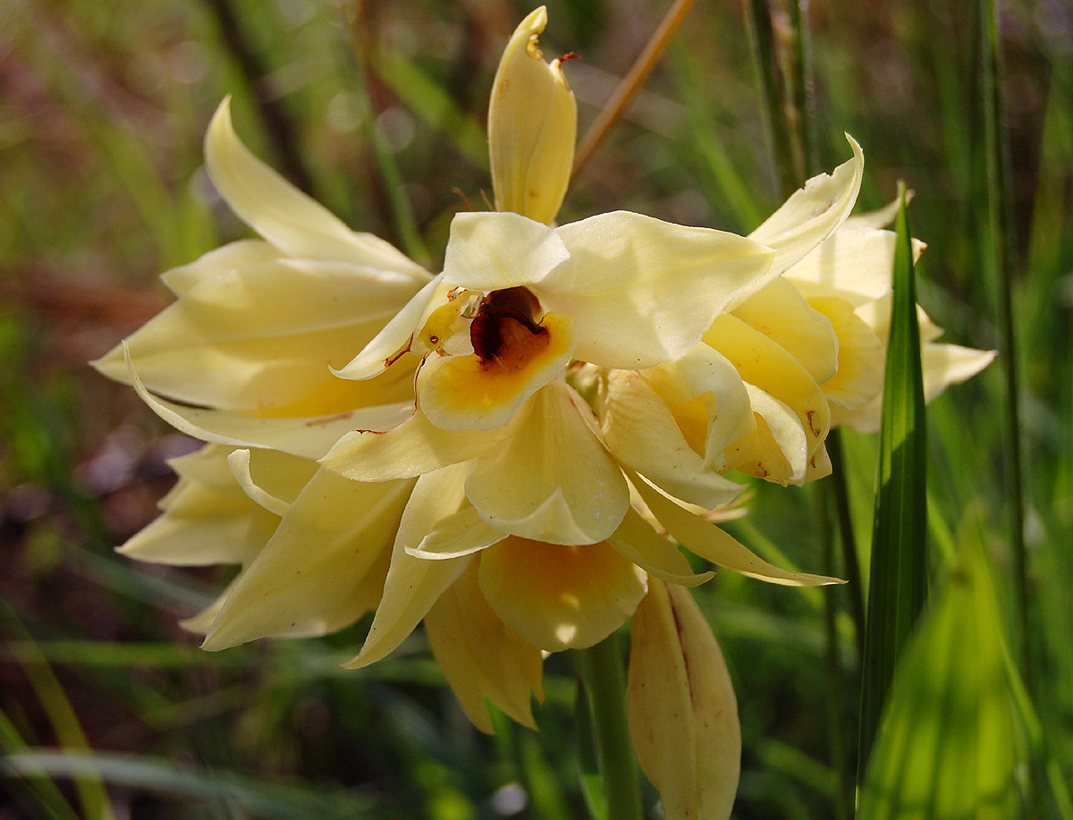 Orthochilus mechowii Orthochilus mechowii