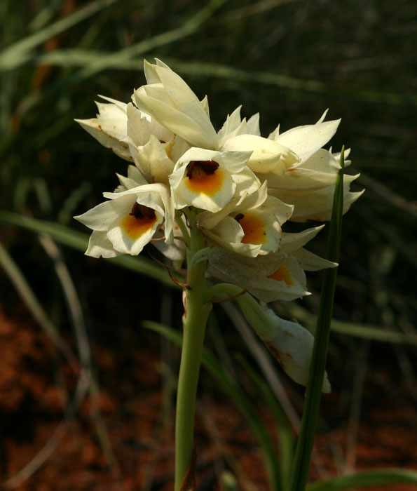 Orthochilus mechowii