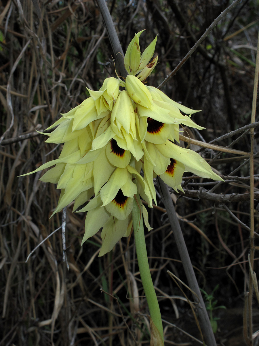 Orthochilus mechowii