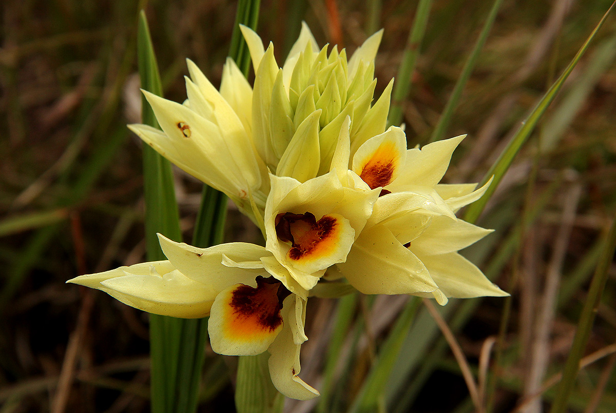 Orthochilus mechowii