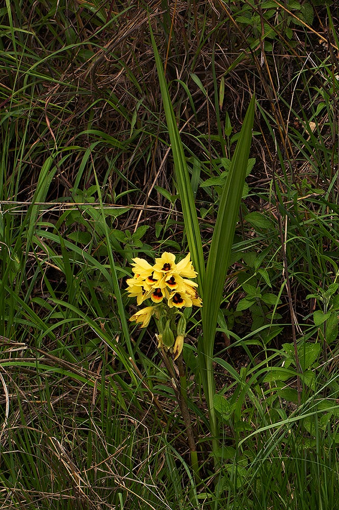 Orthochilus mechowii