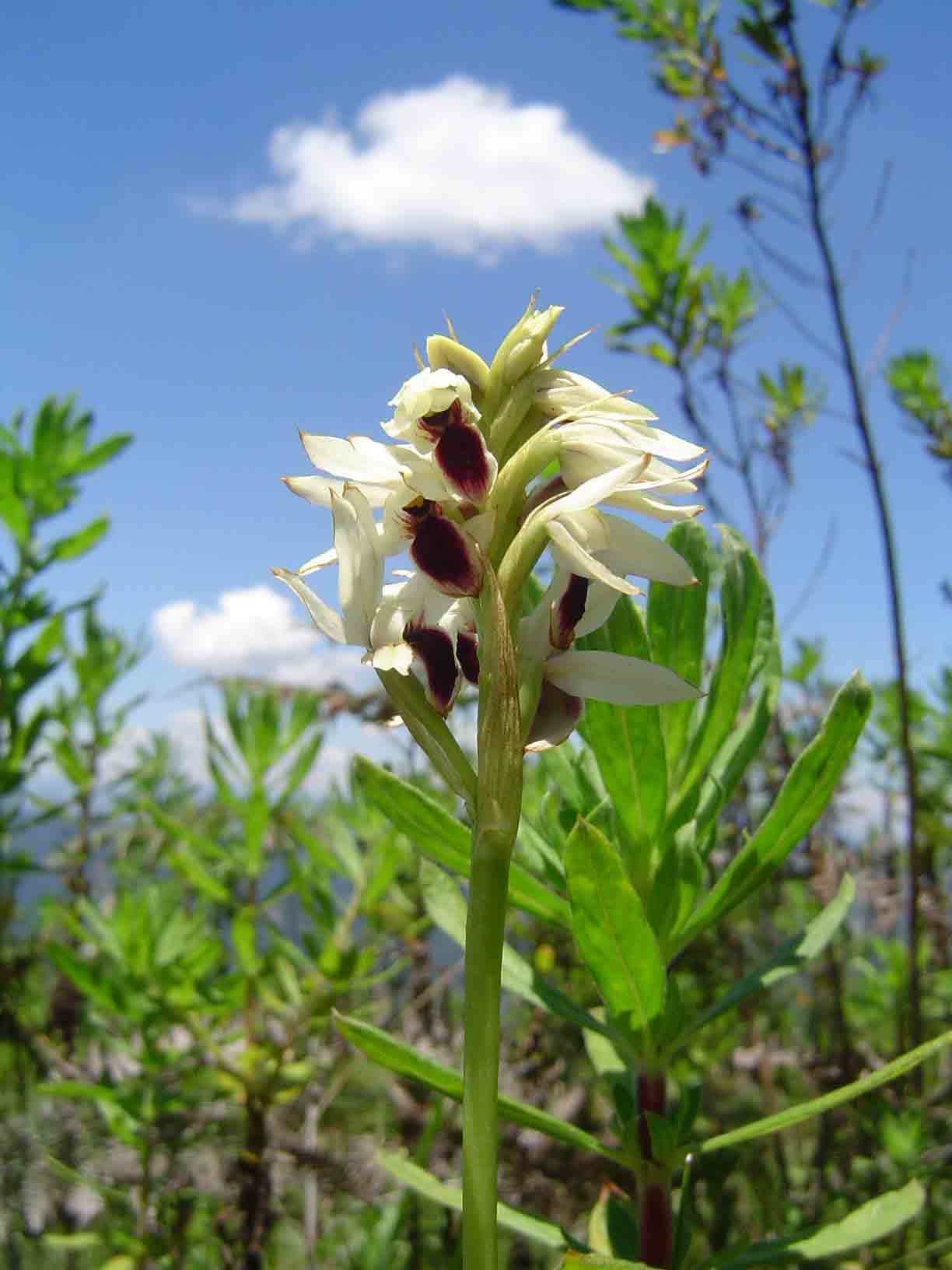Orthochilus eustachyus