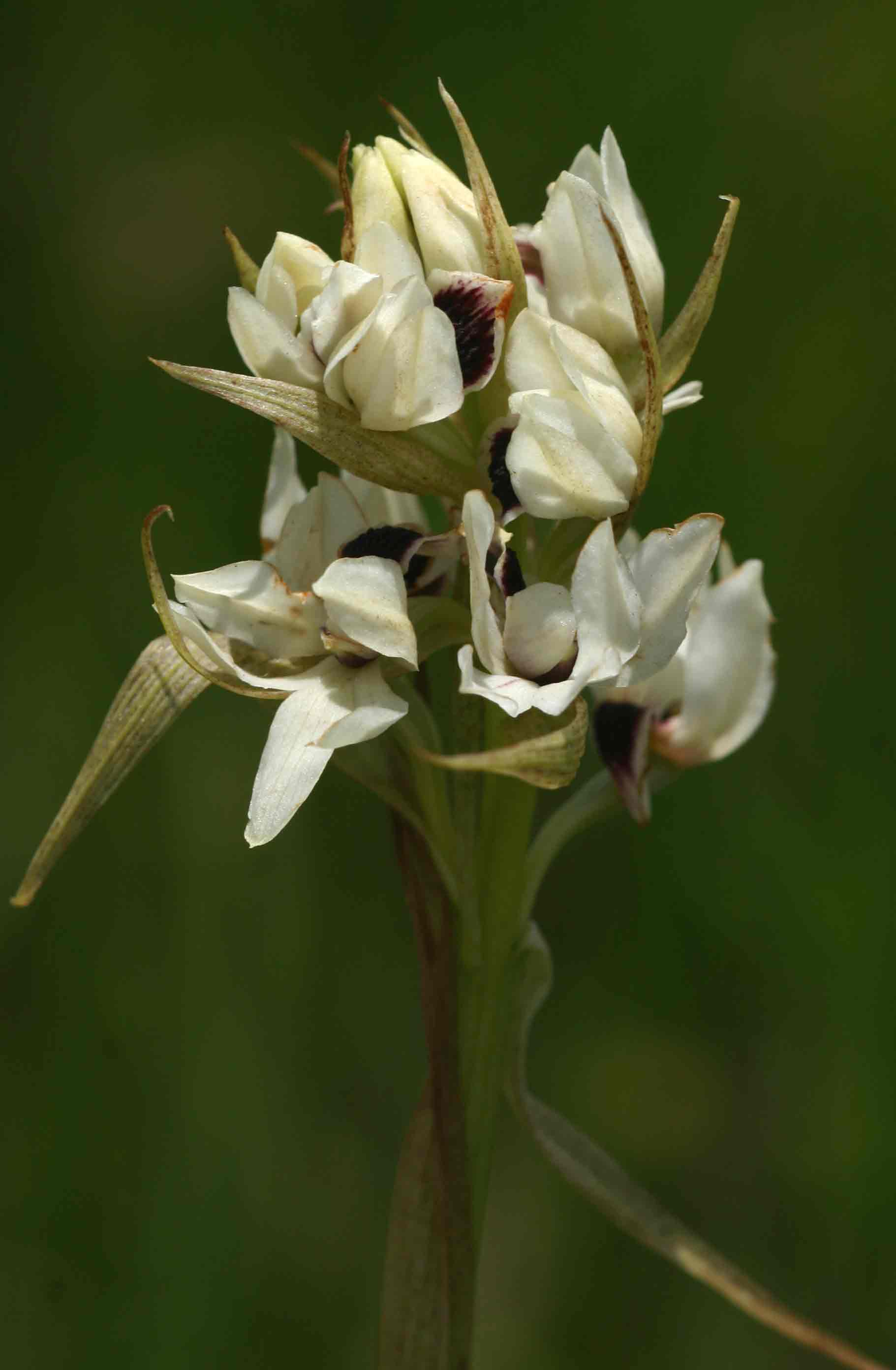 Orthochilus eustachyus