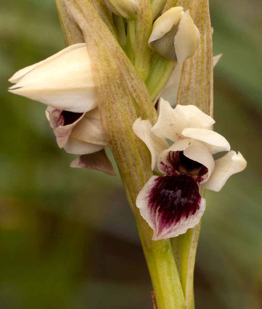 Orthochilus eustachyus