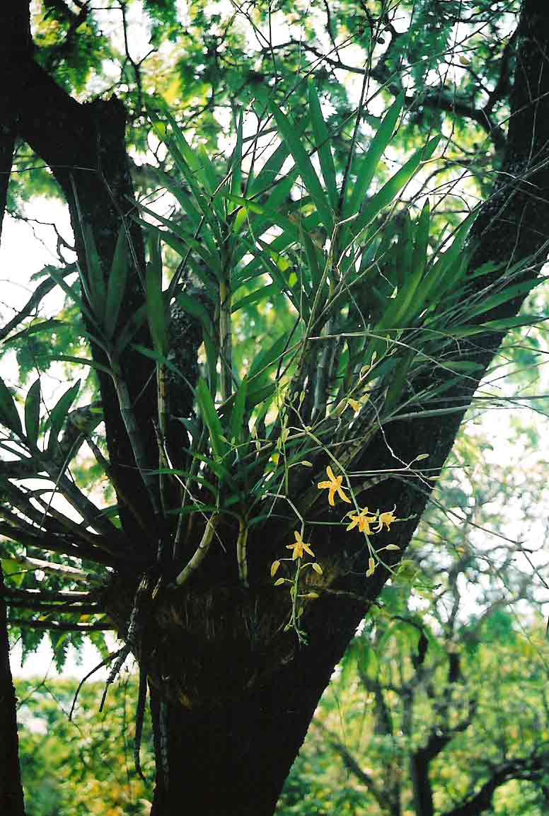 Ansellia africana
