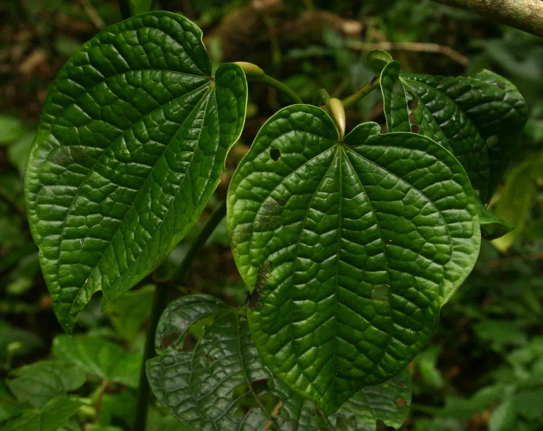 Piper capense var. capense Piper capense var. capense