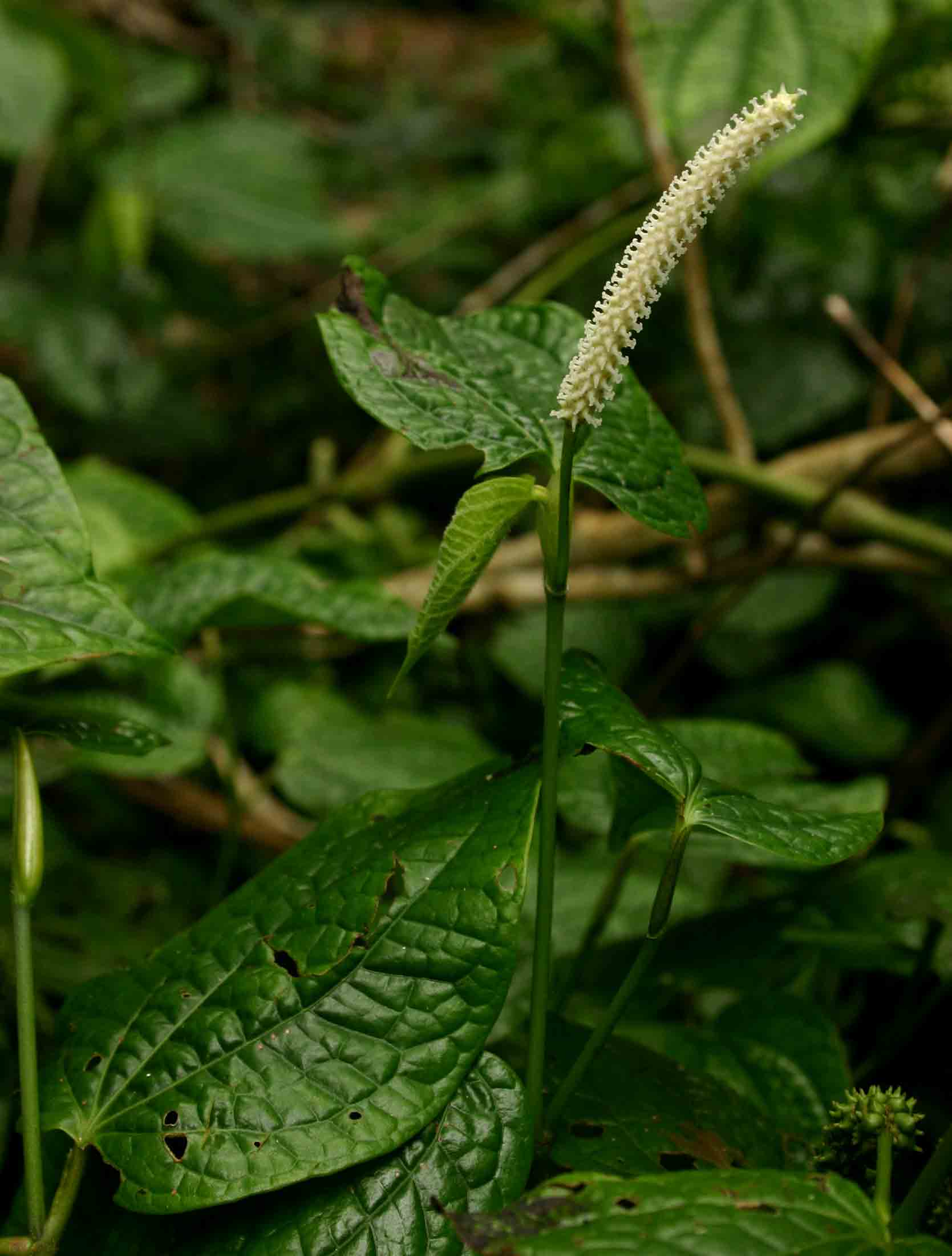 Piper capense var. capense Piper capense var. capense