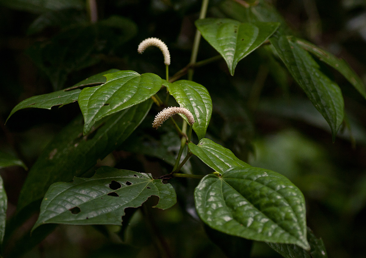 Piper capense var. capense Piper capense var. capense