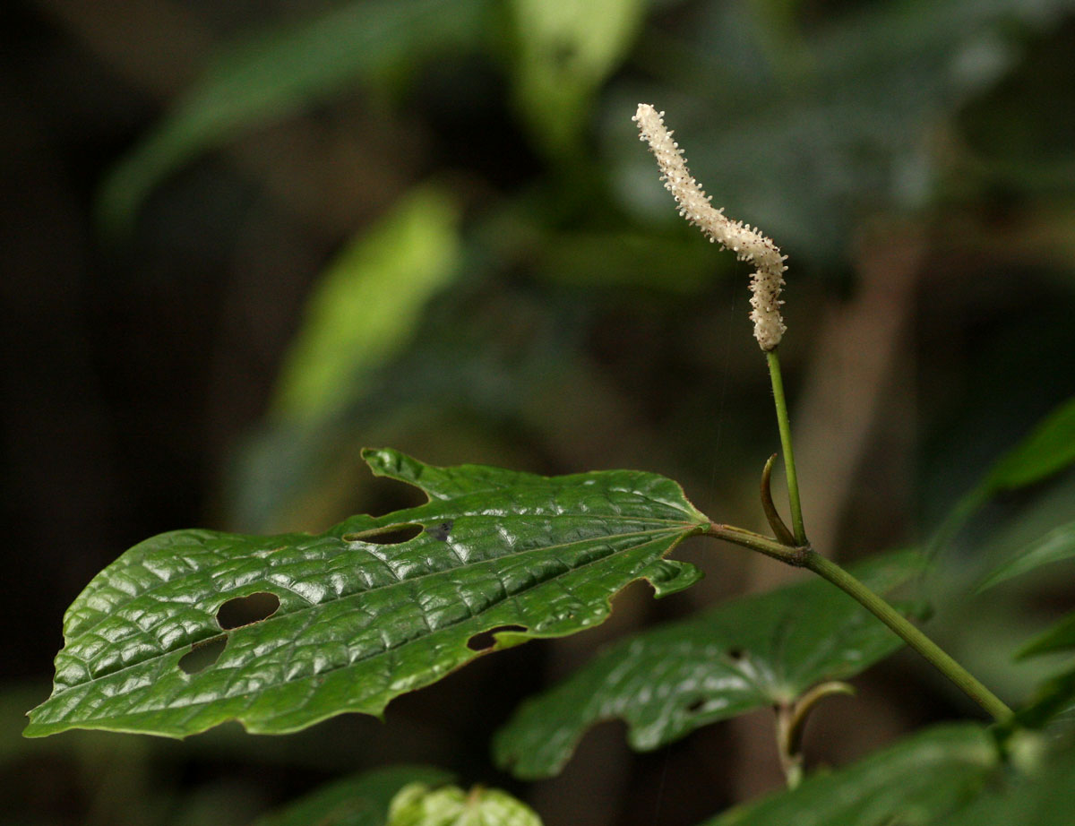 Piper capense var. capense Piper capense var. capense