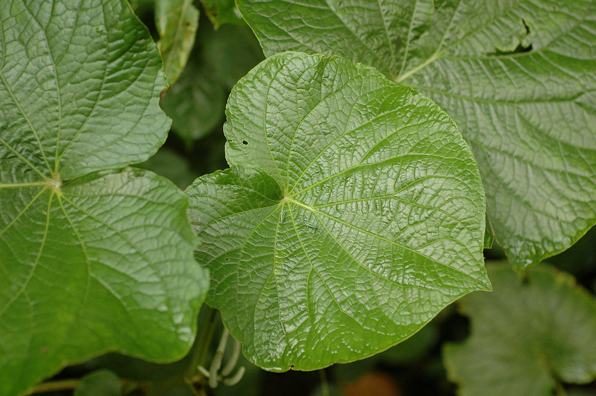 Piper umbellatum Piper umbellatum