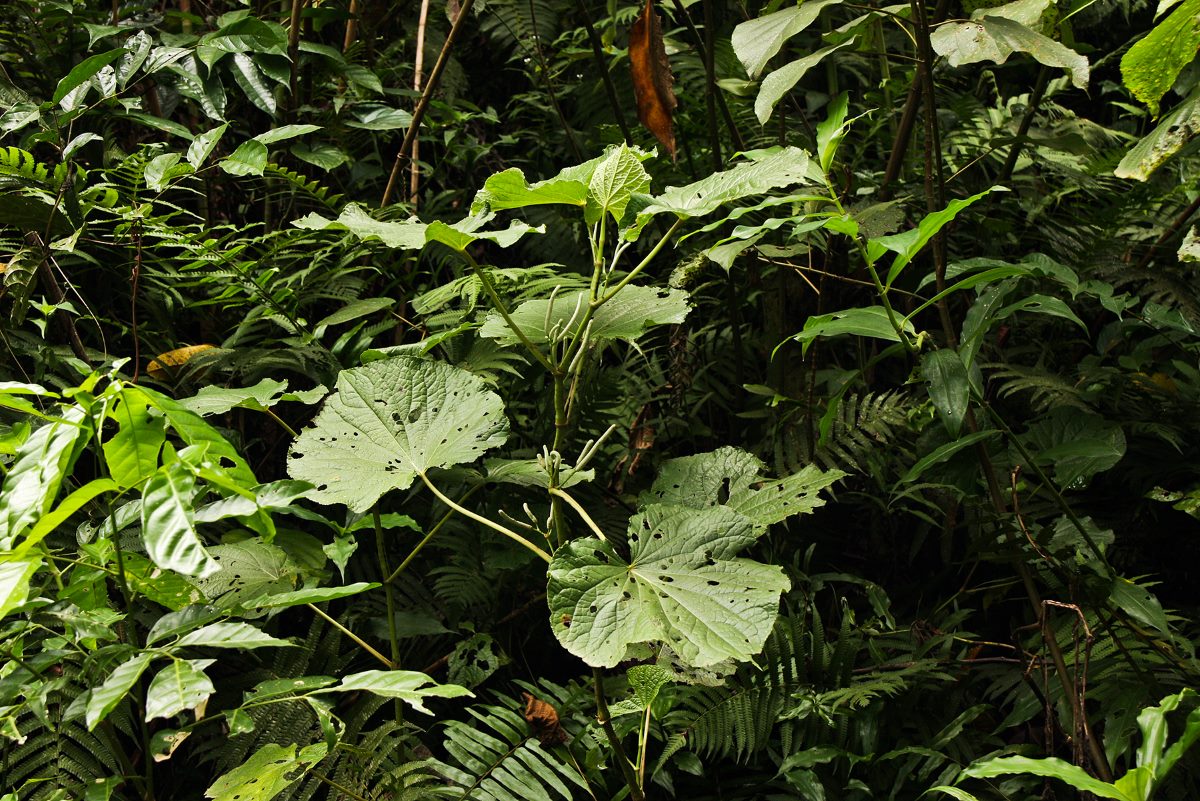 Piper umbellatum Piper umbellatum