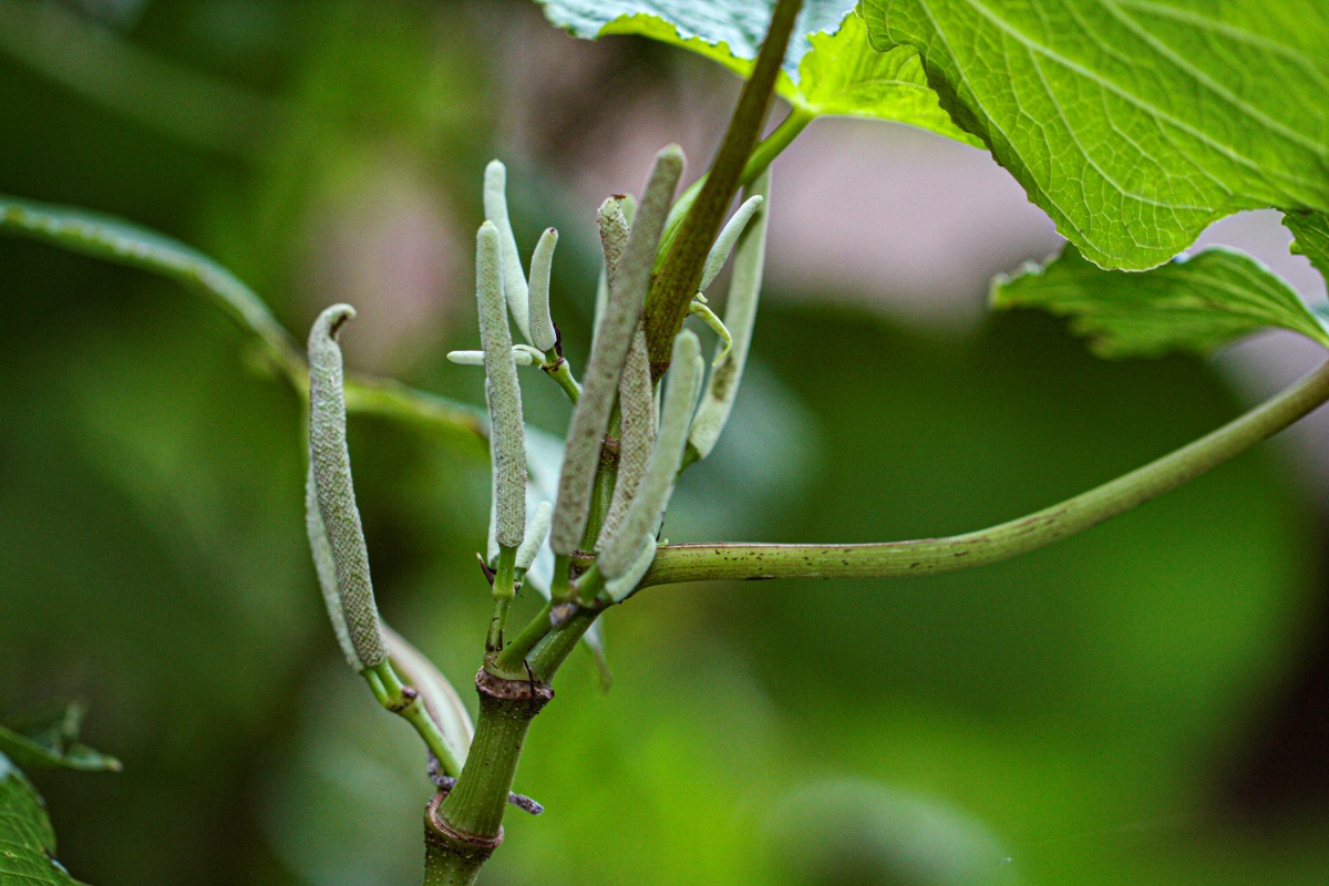 Piper umbellatum Piper umbellatum
