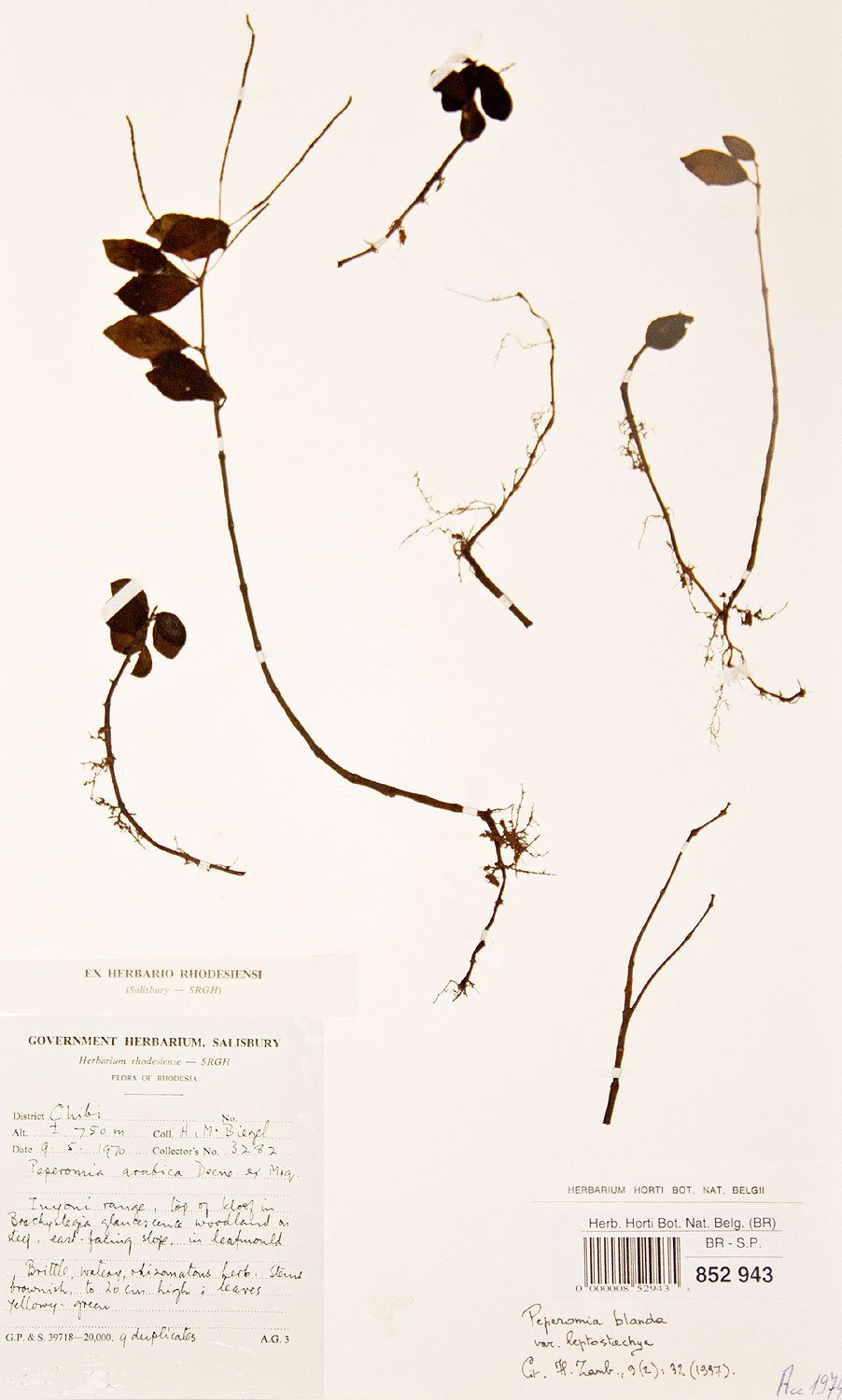 Peperomia leptostachya