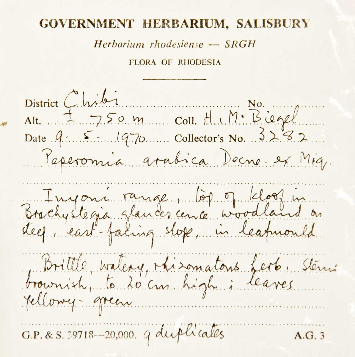 Peperomia leptostachya Peperomia leptostachya