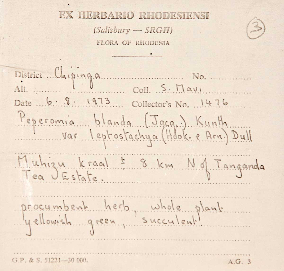 Peperomia leptostachya