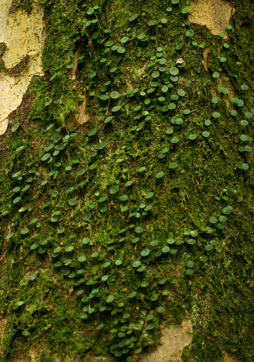 Peperomia bangroana Peperomia bangroana