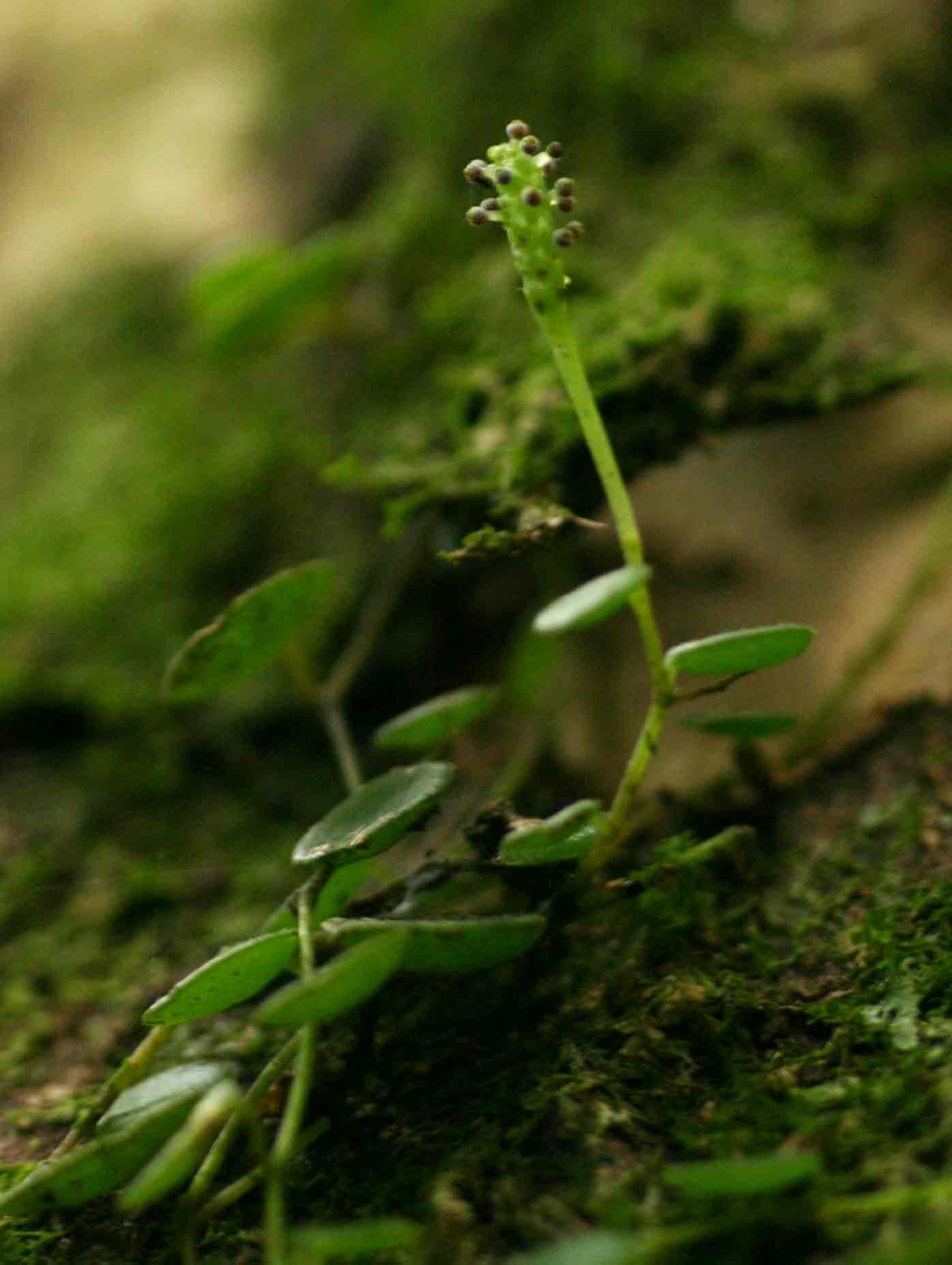Peperomia bangroana Peperomia bangroana