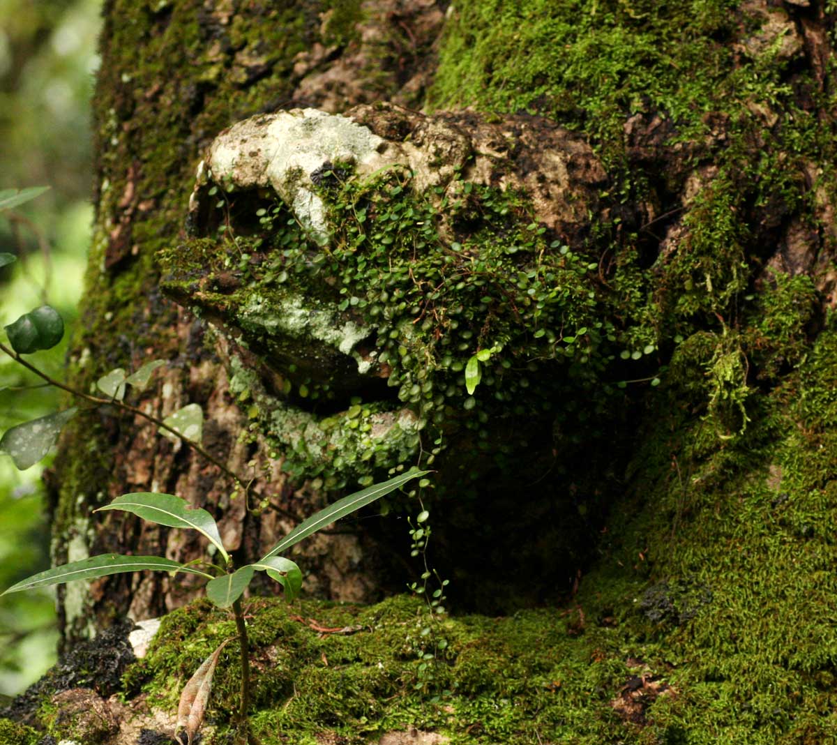 Peperomia bangroana Peperomia bangroana