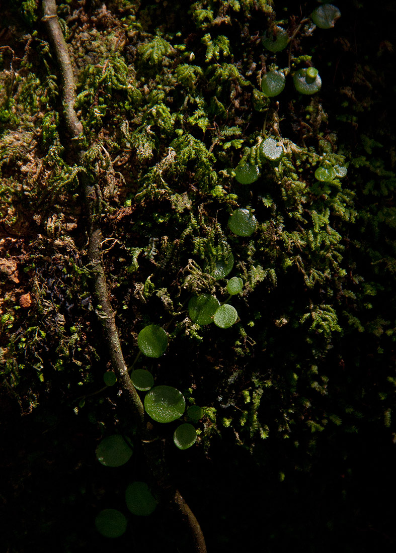 Peperomia bangroana Peperomia bangroana