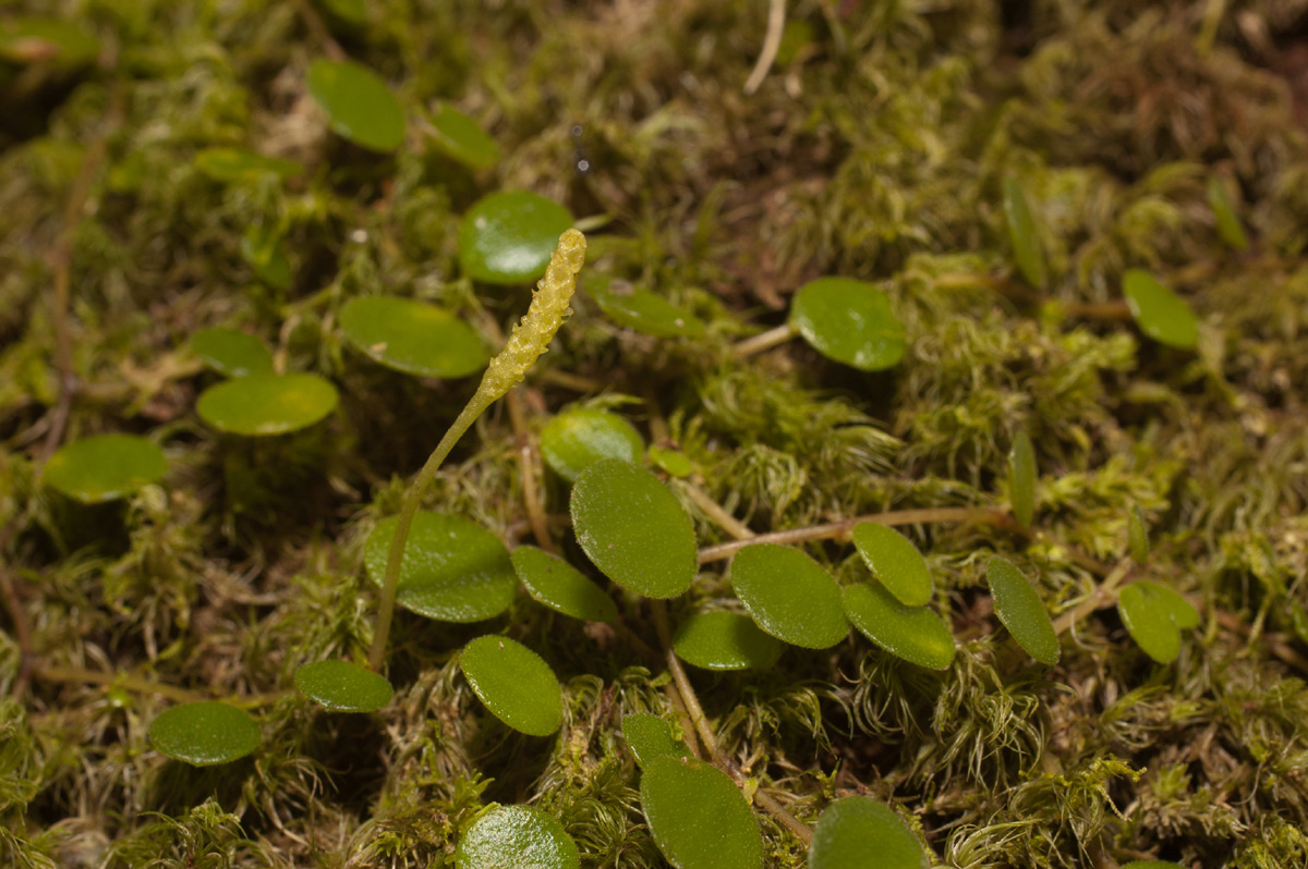 Peperomia bangroana Peperomia bangroana