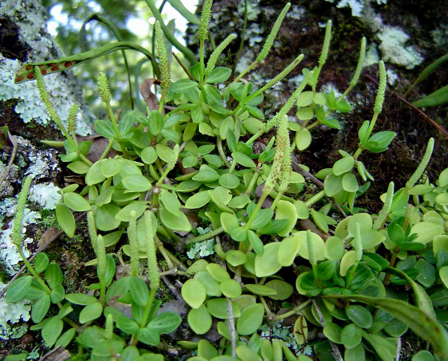 Peperomia tetraphylla Peperomia tetraphylla
