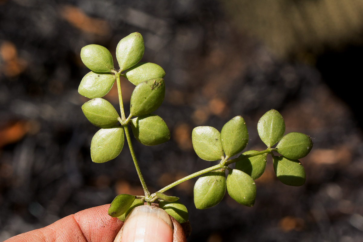 Peperomia tetraphylla