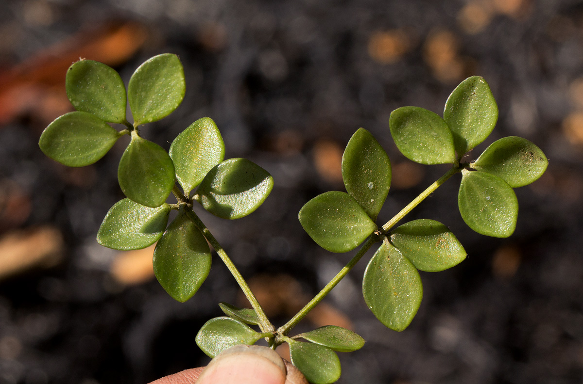 Peperomia tetraphylla