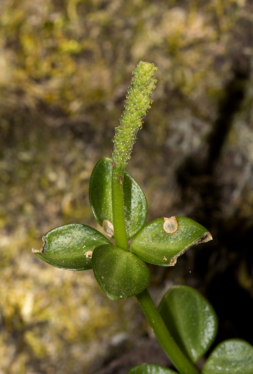 Peperomia tetraphylla