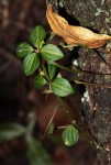 Peperomia tetraphylla