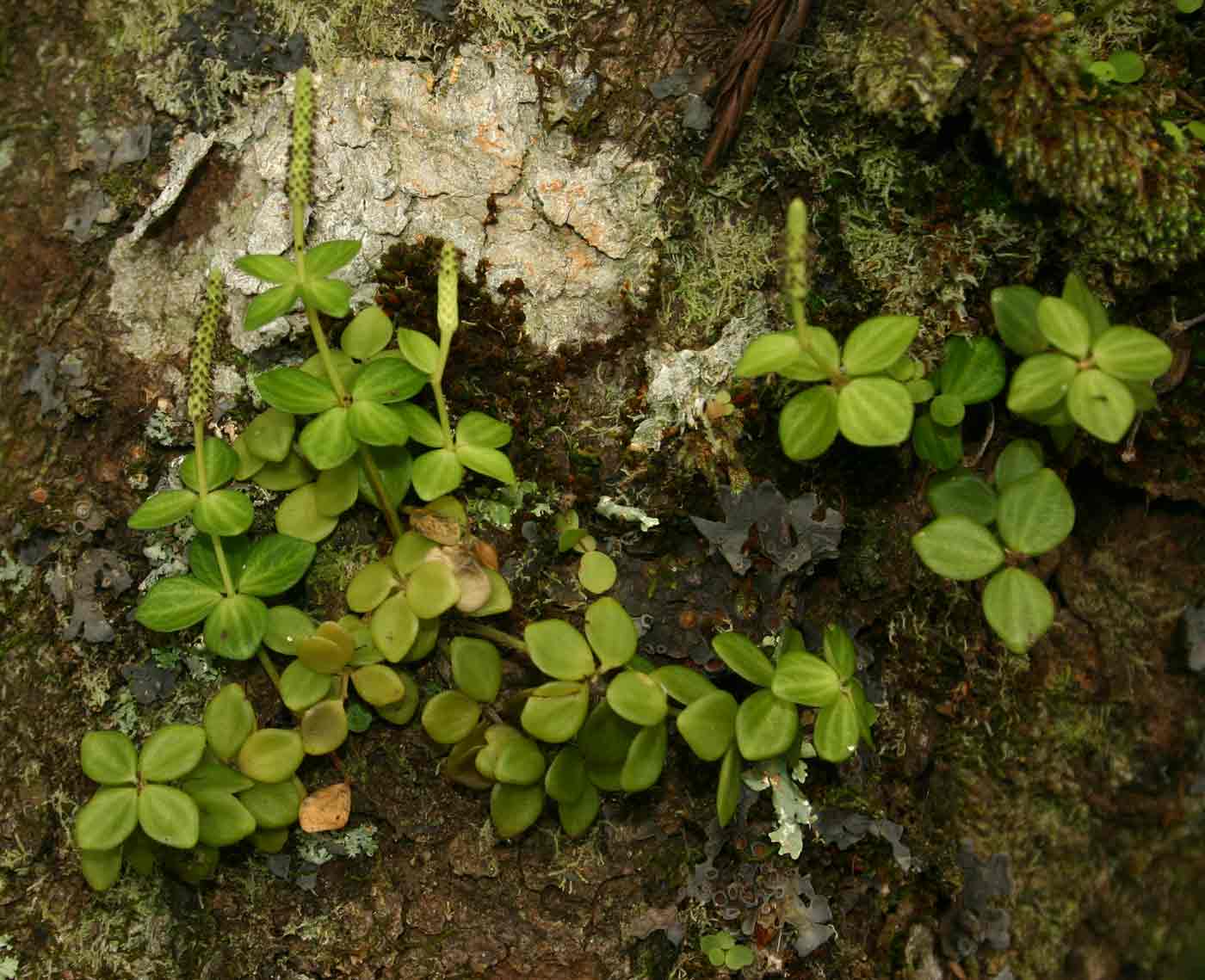 Peperomia tetraphylla