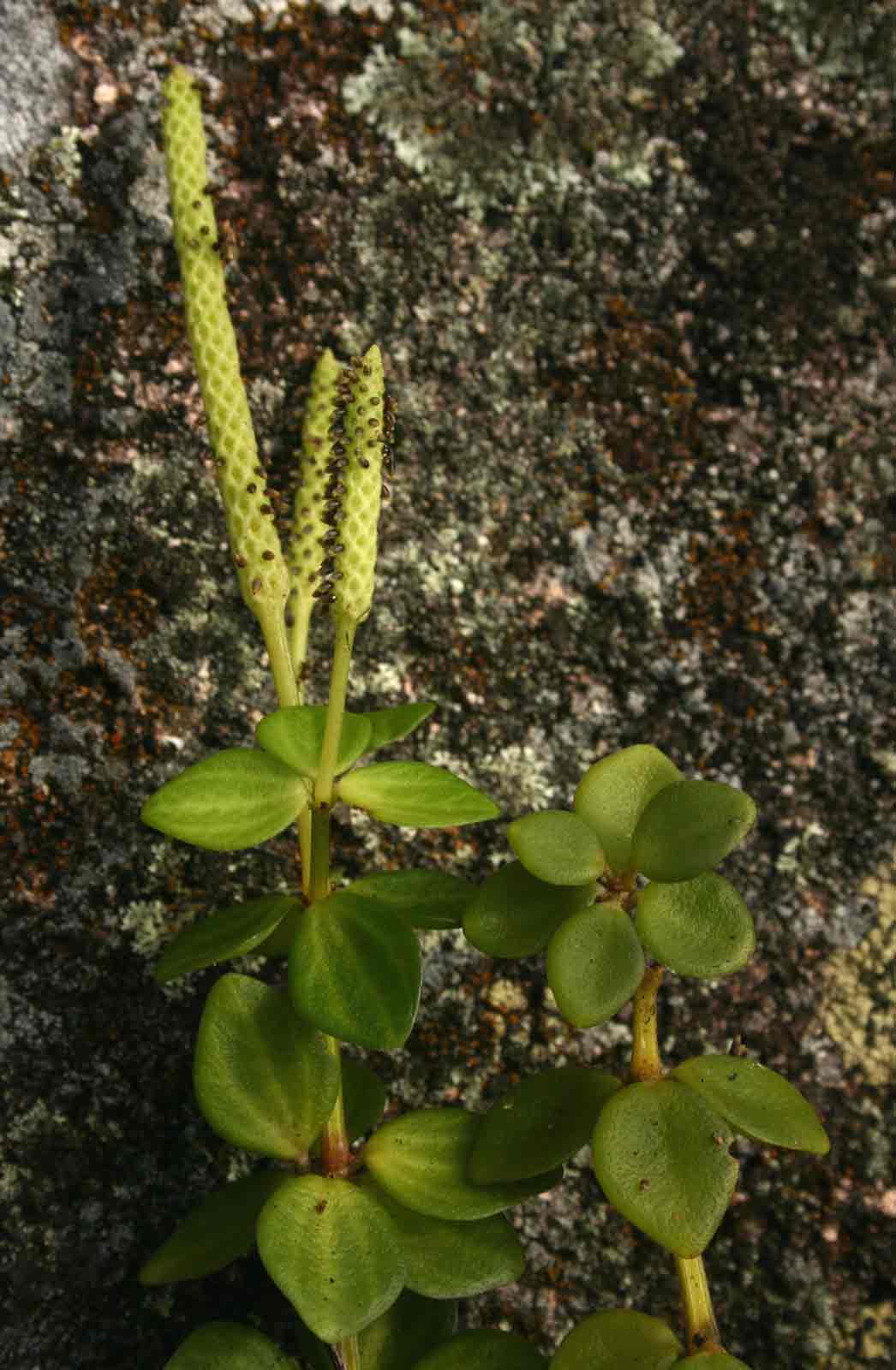 Peperomia tetraphylla Peperomia tetraphylla