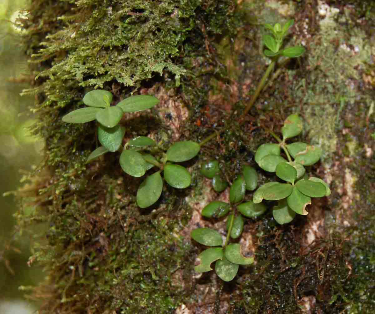 Peperomia tetraphylla Peperomia tetraphylla