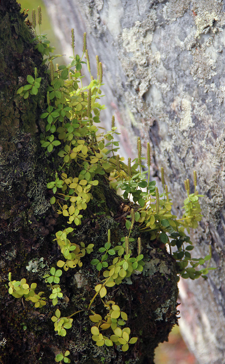 Peperomia tetraphylla