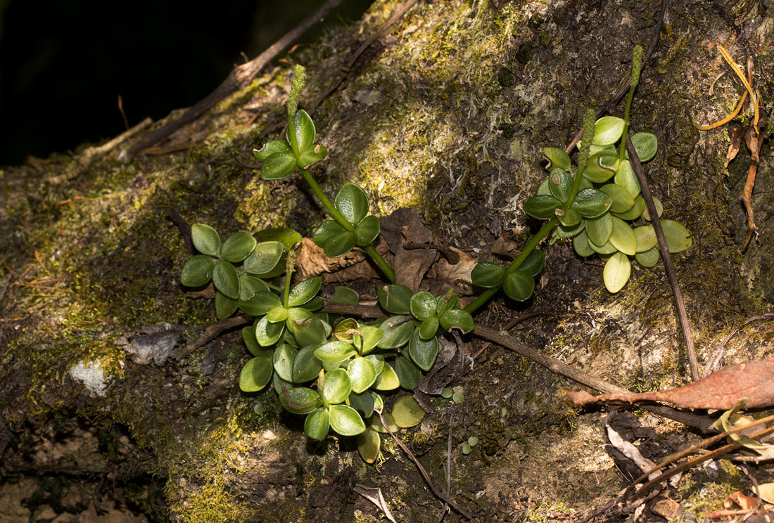Peperomia tetraphylla Peperomia tetraphylla