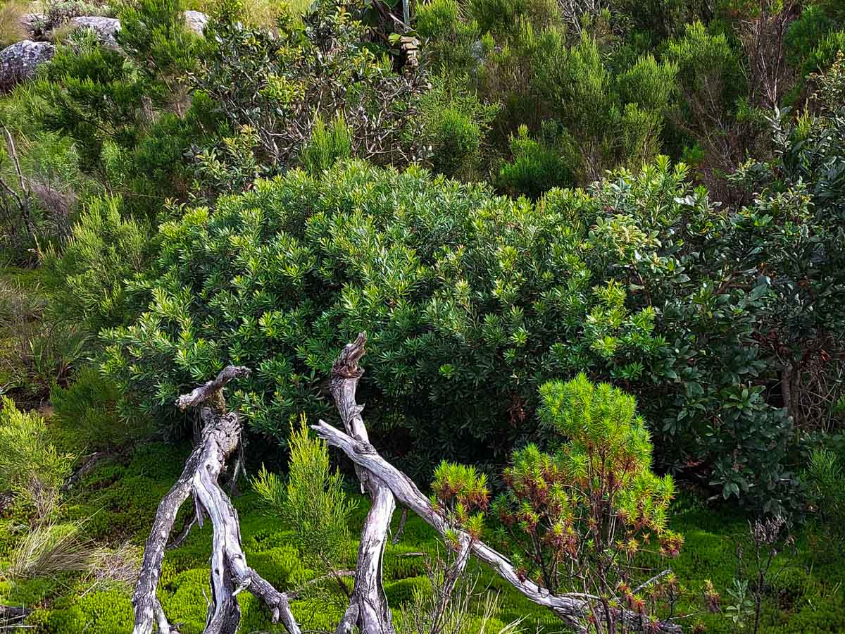 Myrica serrata Myrica serrata