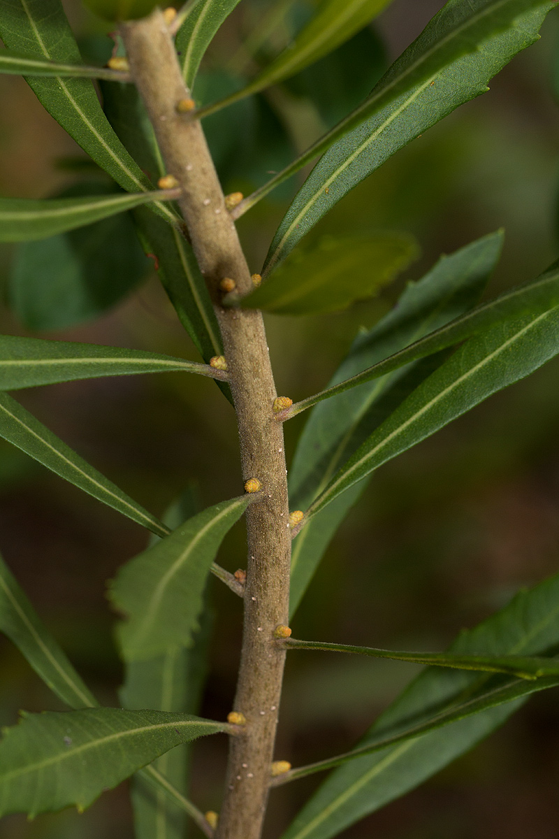 Myrica serrata Myrica serrata