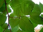 Celtis africana