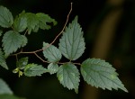 Celtis africana