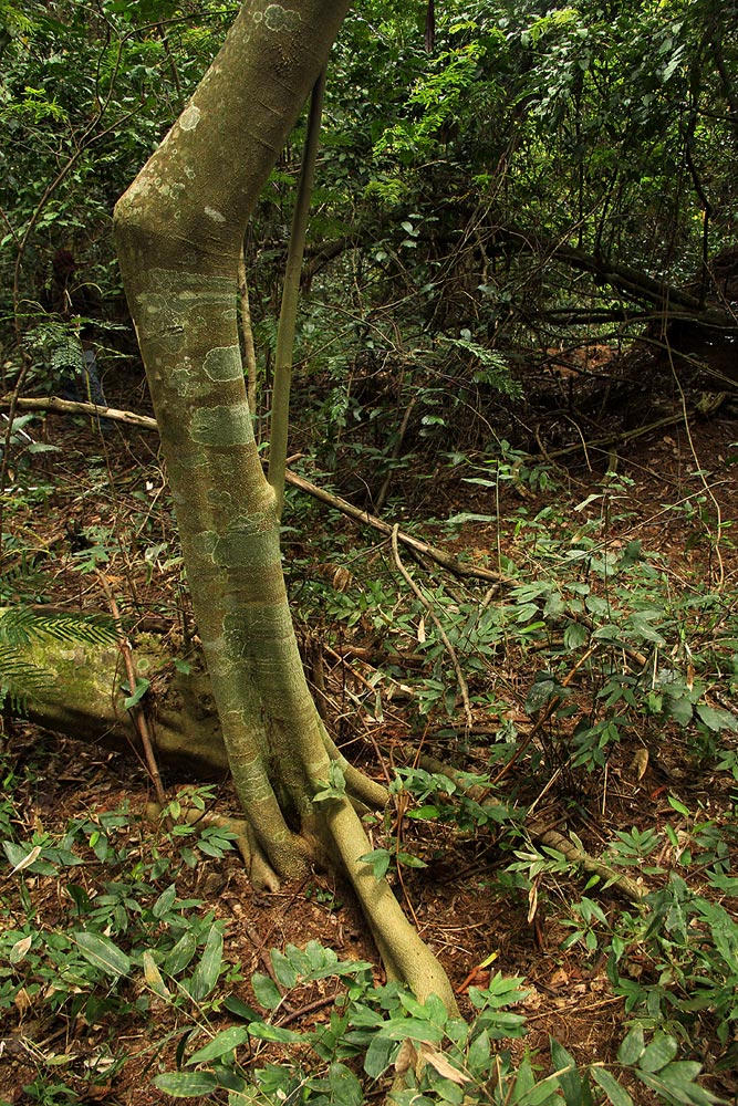Celtis gomphophylla Celtis gomphophylla