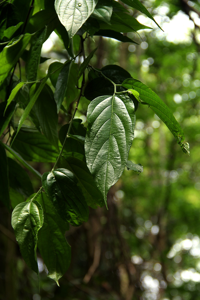Celtis gomphophylla Celtis gomphophylla