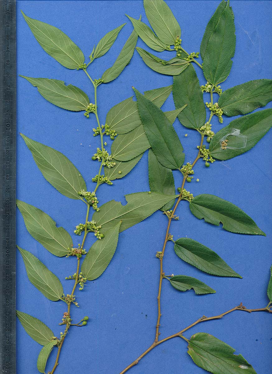 Trema orientale Trema orientale