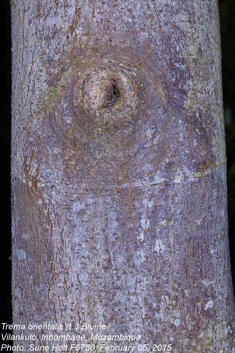 Trema orientale Trema orientale